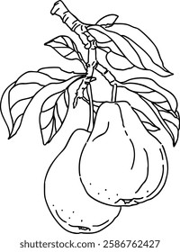 Line Drawing Stock Illustrations Fruit_Pears