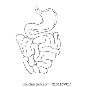  line drawing of stomach and intestine; our stomach  breaks down food. It holds food until it is ready to empty into our intestine Food mixes with the digestive juices.