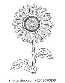 Line Drawing of a Sunflower with Leaves Line art Botanical Plant Floral