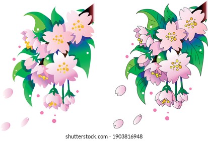 Line drawing and surface drawing of cherry blossoms