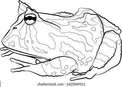  Line drawing. Surinam horned frog (Amazonian horned frog). Vector.