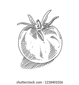 Line Drawing of Tomato