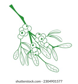 Line drawing traditional festive christmas mistletoe branch with berries