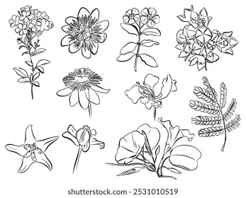 Line drawing of tropical leaves and flowers. Outline of gigantea, milkweed, phlox, passionflower, giant, crown flower, passion, calotropis, hibiscus, flower - hand drawn low plant elements vector illu