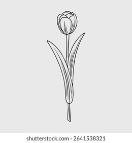 Line Drawing of a Tulip