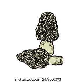 Line drawing two morel mushrooms vector illustration