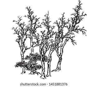 Line drawing of various trees vector