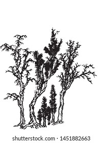 Line drawing of various trees vector