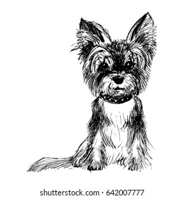 a line drawing Yorkshire Terrier