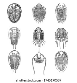 Line drawings of 9 species of trilobites