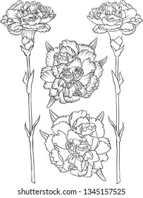 Line drawings of carnation flower