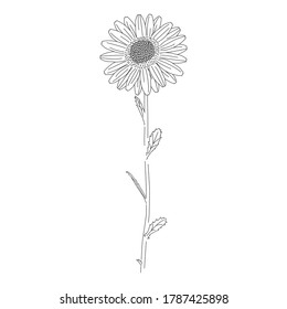 Line drawings of Daisy flowers that are not painted, Floral element, Vector illustrations isolated.