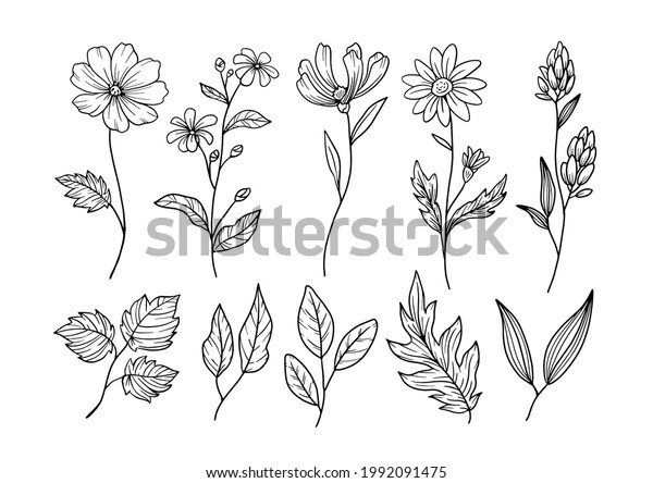 Line Drawings Flowers Leaves Stock Vector (royalty Free) 1992091475 