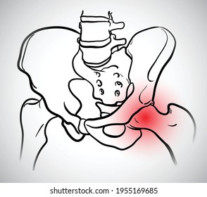 Line drawings of the structural parts of the human skeleton Girdle pelvis and thighs. Vector.