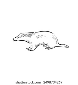 A line drawn badger in black and white. Cartoon badger sketched in doodle style and vectorised. 