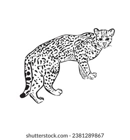 Una línea dibuja una ilustración en blanco y negro de un ocelot, famoso en Sudamérica y especialmente en México. 