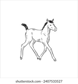 A line drawn black and white illustration of a young foal. Drawn by hand and digitally vectorised. 