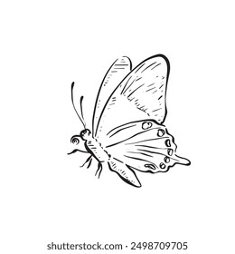 A line drawn butterfly facing left with wings up and antenna out. Drawn by hand in black and white line. Vectorised flying bug.