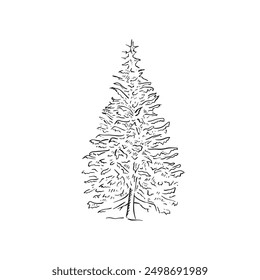 A line drawn conifer tree or Christmas tree, drawn by hand and vectorised in black and white. Natural, spruce tree, woodland, forest, pine needles