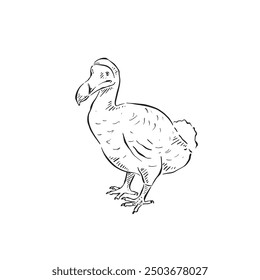 Una línea dibujada dodo. Un extinto Vector de pájaro sin vuelo, dibujado a mano en blanco y negro. Estas aves vivían en Mauricio y se extinguieron en la década de 1600.