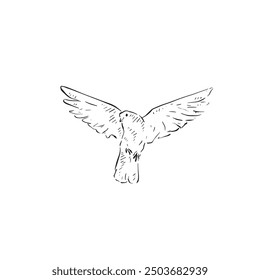 Line drawn dove with wings open. Drawn by hand. Bird vector in black and white. 