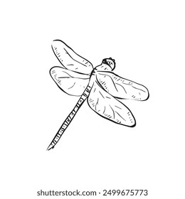 A line drawn dragonfly with wings open. Flying bug, drawn by hand. Vector in black and white.