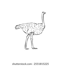 A line drawn emu in black and white.