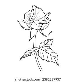 Line drawn flower on a white background. Black outline illustration.