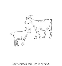 A line drawn illustration of a baby goat (kid) and adult goat. Each animal is an individual eps and can be used separately. Vectorised for a range of uses in a sketchy style.