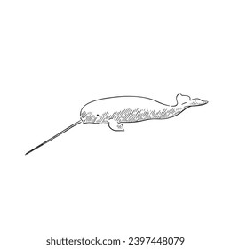 A line drawn illustration in black and white of a narwhal whale, a really interesting animal with a large spike on their face. Drawn by hand and shaded with lines. 