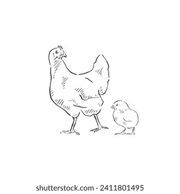 Una ilustración de una gallina y una polluela dibujada en una línea. Cada animal es un tipo de paso individual y puede utilizarse por separado. Vectorizado para una variedad de usos en un estilo esquemático.