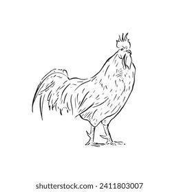 A line drawn illustration of a cockerel in black and white. Hand drawn and vectorised farm animal. Rooster drawing. 