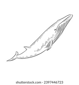 A line drawn illustration of a minke whale facing upwards. Hand drawn in black and white as a vector. 