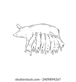 A line drawn illustration of a mother pig and eight suckling piglets. Hand drawn and vectorised.