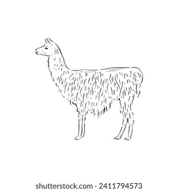 Eine in Linien gezeichnete Illustration eines schmuckigen Lamas, eines beliebten Bauerntieres und Haustier für all jene mit viel Land! Für eine Vielzahl von Anwendungen zugelassen.