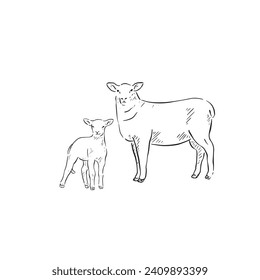 A line drawn illustration of a sheep and its lamb (baby sheep). This is supplied as two separate eps files so you can use them individually. Hand drawn and vectorised.