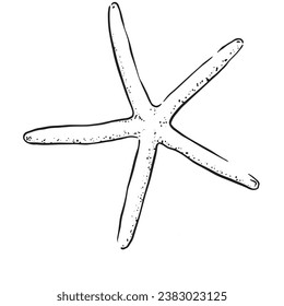 Eine zeilengezeichnete Illustration eines dünnen Seesterns. Schwarz-Weiß-Skizze mit subtilen gestrichenen Schattierungen in Schwarz-Weiß.