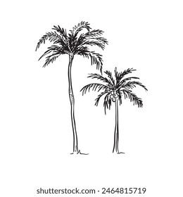  A line drawn illustration of two individual file palm trees in a sketchy style. Black and white sketch, vectorised for a wide variety of uses. This file consists of 2 individual vectors.