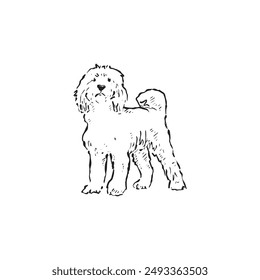 A line drawn labradoodle dog or puppy. Hand drawn in black and white and vectorised. Long haired fluffy pooch.