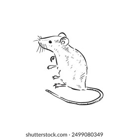 A line drawn mouse illustration in black and white in a sketch doodle style. Vermin, rodent, long tail. Vector.