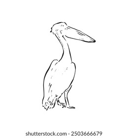 A line drawn pelican facing right. Line drawn black and white bird vector. 