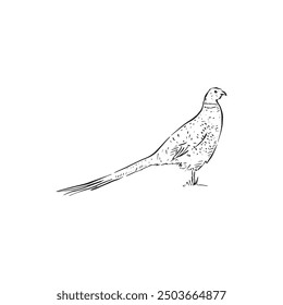 A line drawn pheasant side profile. Black and white bird vector drawn by hand.