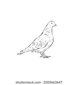 A line drawn pigeon in black and white. A vectorised illustration of a bird side profile facing right.