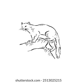 A line drawn pine marten climbing up some rocks, a rare creature found in Scotland. Sketchy illustration in black and white. 