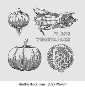Calabaza dibujada en línea, maíz, cebolla, col. Vector.