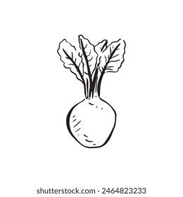 A line drawn sketch of a beetroot in black and white. Vectorised in a sketchy style for a variety of uses.