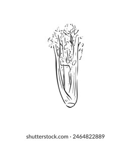A line drawn sketch of celery in black and white. Vectorised in a sketchy style for a variety of uses.