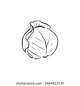 A line drawn sketch of a simple cabbage in black and white. Vectorised in a sketchy style for a variety of uses.