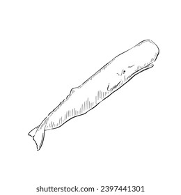 Una cola dibujada de esperma. Dibujado a mano y sombreado con líneas. Vector blanco y negro. 
