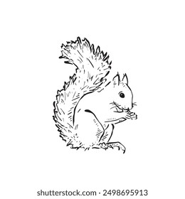 A line drawn squirrel facing right with tail curled up. Inspired by woodland. Grey squirrel, red squirrel eating. Drawn by hand in line and vectorised. 